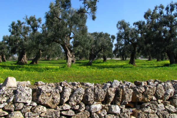 oliveto con muretto a secco nel salento